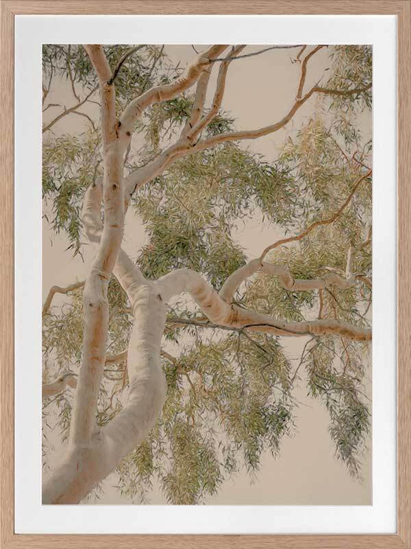 Golden Hour Gum Tree Framed Art Print