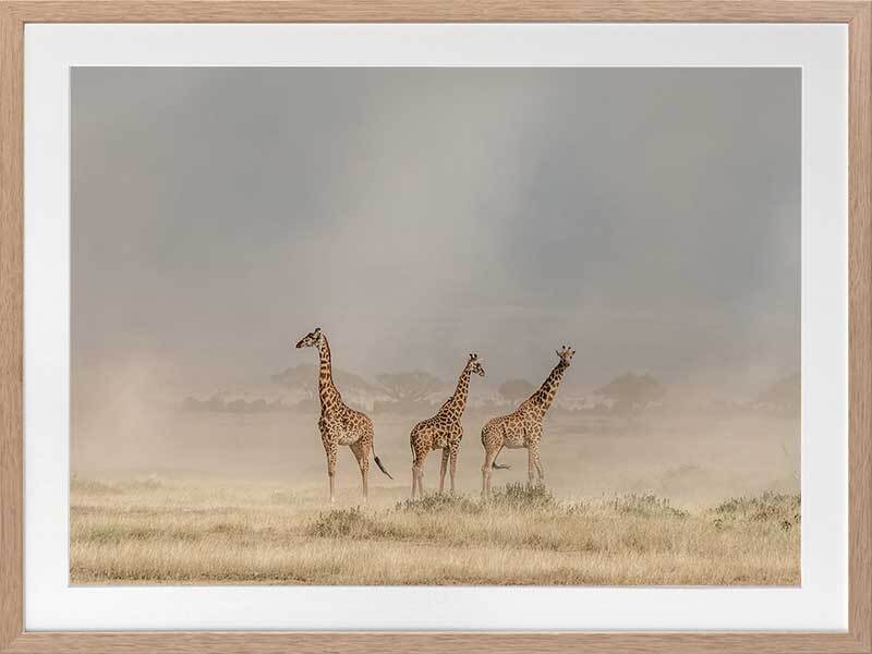 It's a Giraffe's world Framed Art Print