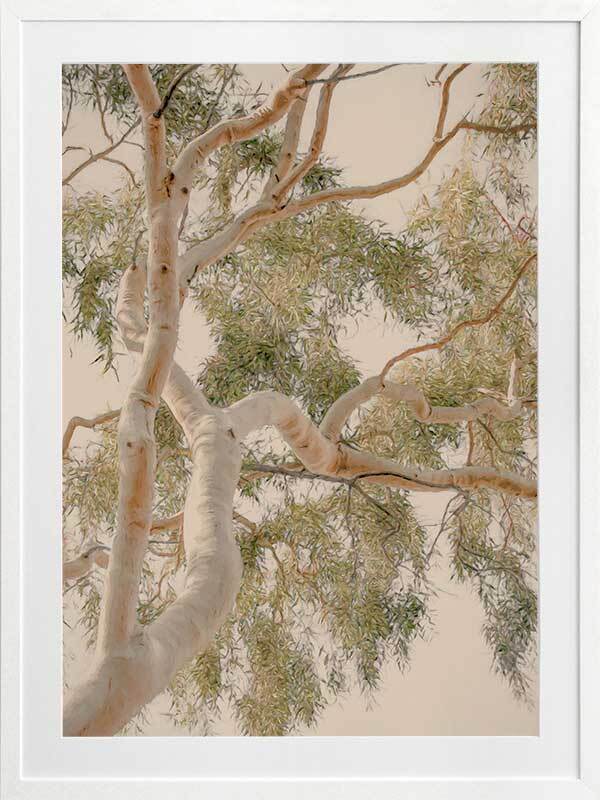 Golden Hour Gum Tree Framed Art Print