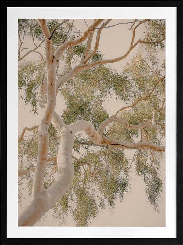 Golden Hour Gum Tree Framed Art Print