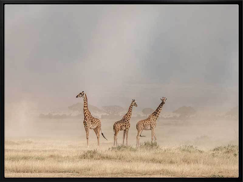 It's a Giraffe's world Canvas Art Print