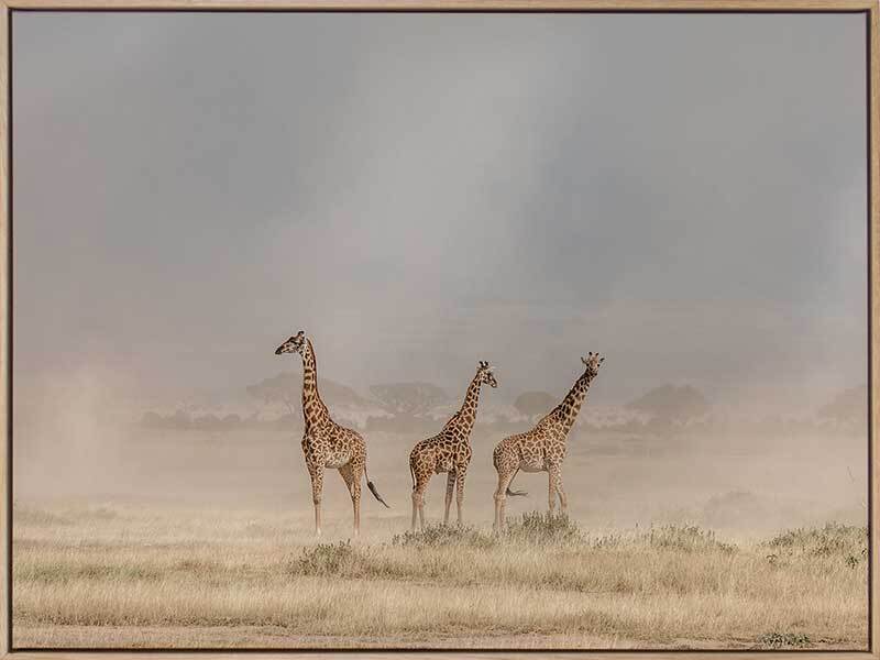 It's a Giraffe's world Canvas Art Print