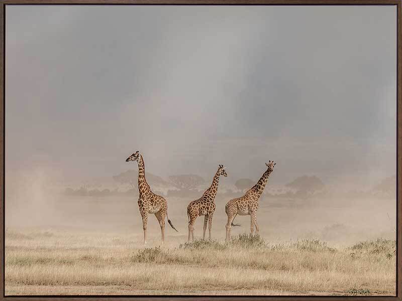 It's a Giraffe's world Canvas Art Print