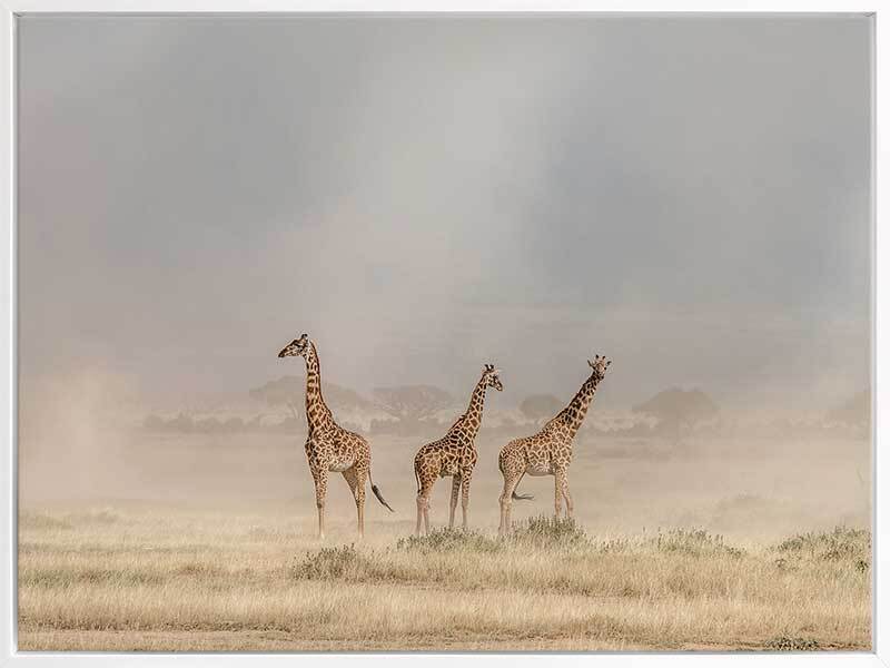 It's a Giraffe's world Canvas Art Print
